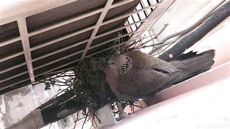 鳥在窗戶築巢